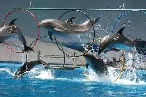 武汉海洋馆和海洋公园哪个好玩