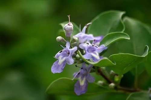 七月开什么花 七月什么花好看