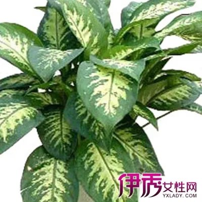 中华万年青图片大全