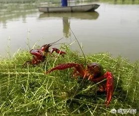 小龙虾养多久可以长大，它需要怎样的生长环境？