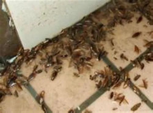家庭如何灭白蚁