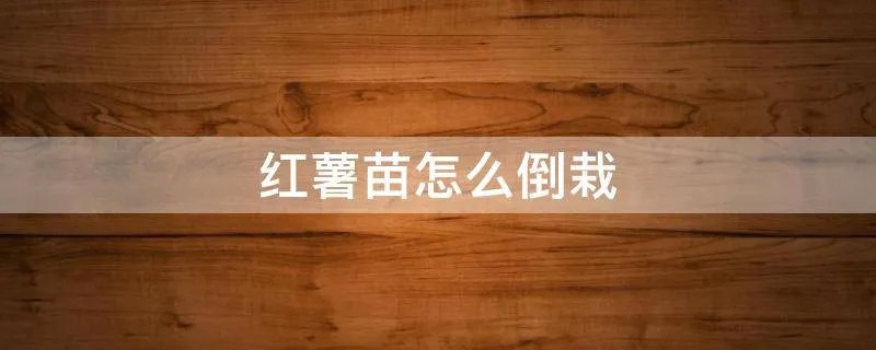 红薯苗怎么倒栽