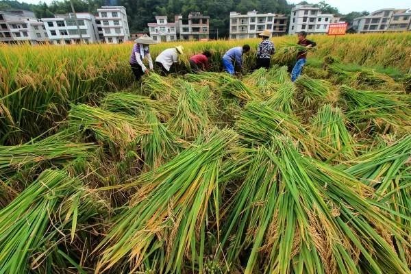 袁隆平差点当空军,当上空军我们还有大米吃吗?