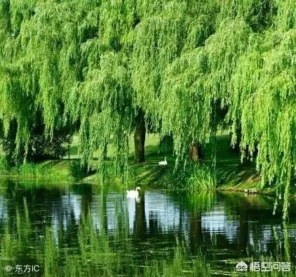 如何寻找人生的导师?