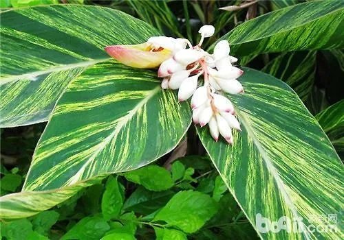 我们叫山姜,不知道它的真正学名叫什么?