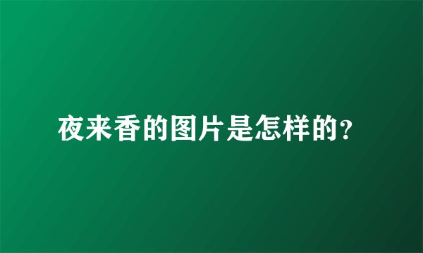 夜来香的图片是怎样的？