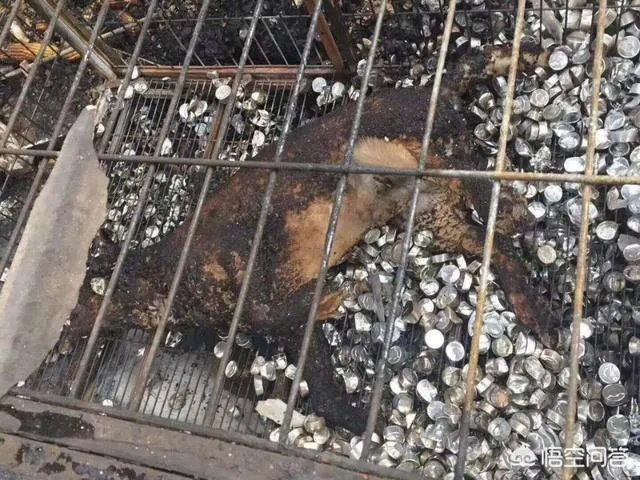保定一老人卖房救助流浪狗,救助站不慎失火,为抢救狗狗烧伤半边脸,这个事你怎么看?
