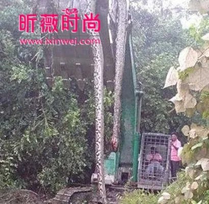 不可思议!广西竟挖出140岁蛇精全过程(图文)