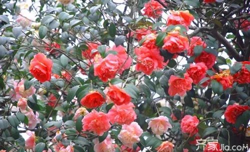 茶花什么品种最好 十大名贵茶花
