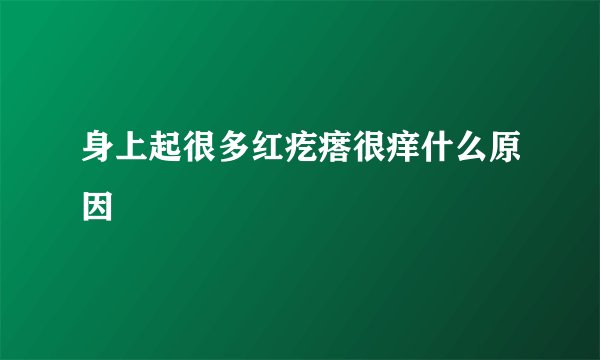 身上起很多红疙瘩很痒什么原因