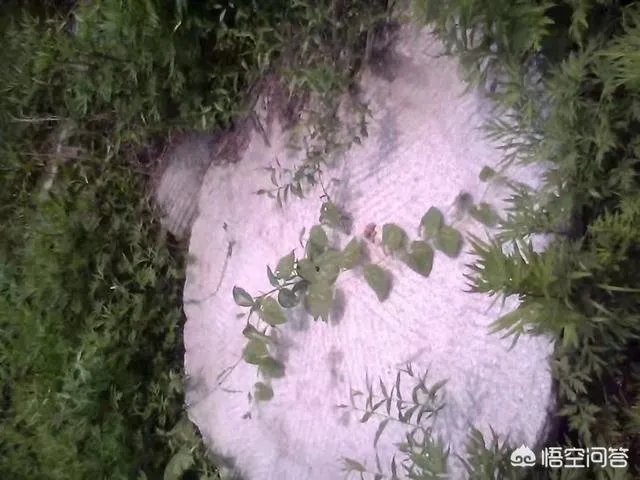 秦岭72峪最值得去的几个