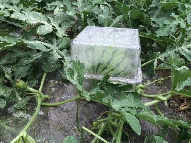 这种方形西瓜是怎么种出来的，好不好吃？