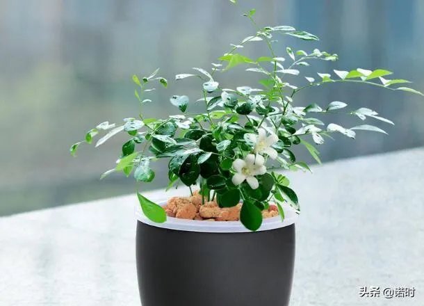 九里香怎么养？