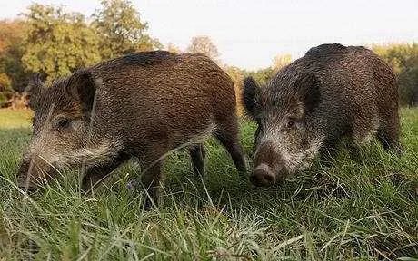野猪肉该怎么做比较好吃，和普通猪肉哪个营养价值高？