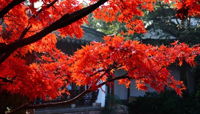 香山红叶几月份好看 香山红叶什么时候好看