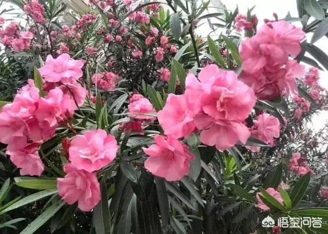别墅庭院设计要注意哪些?