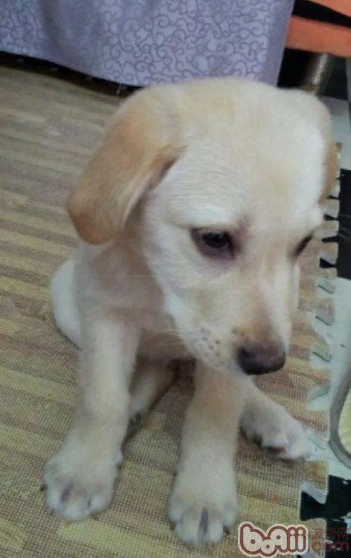 拉布拉多犬的价格是多少?