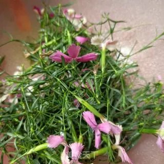 石竹茶