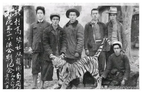 吉林男子偶遇300斤大老虎，老虎频繁现身，是生态变好还是变差？