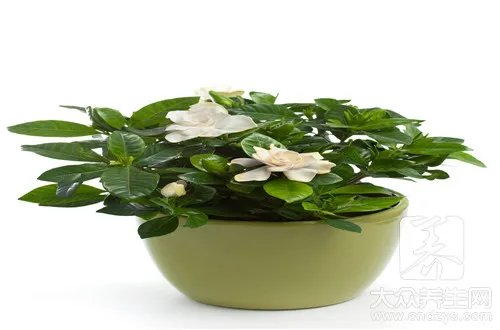 拉拉秧根的功效与作用