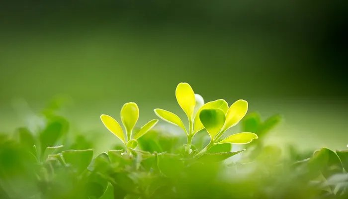 万年青的象征意义