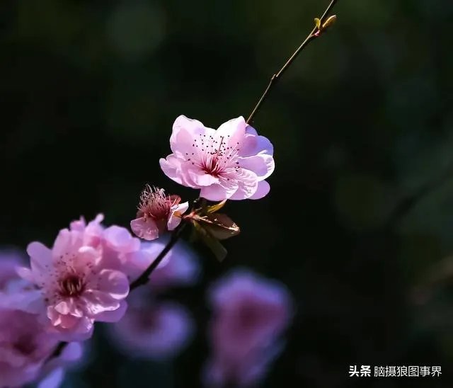 摄影家摄影师