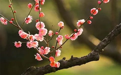 梅花的诗句
