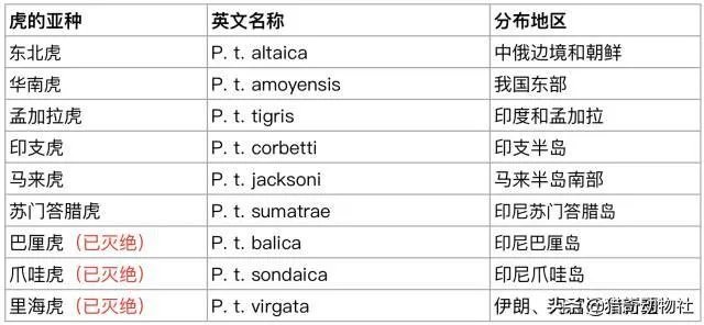 吉林男子偶遇300斤大老虎，老虎频繁现身，是生态变好还是变差？