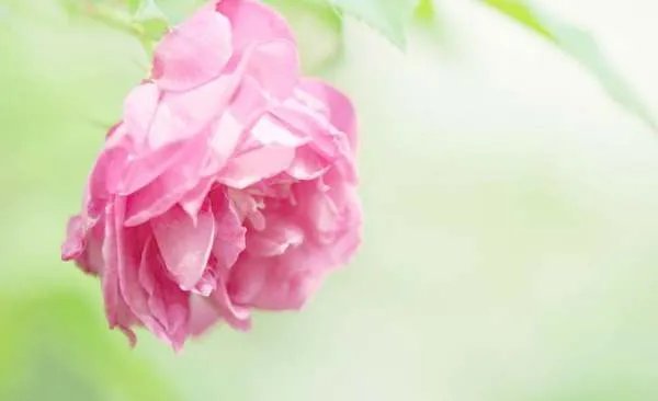 带你去看杜鹃花的创作背景