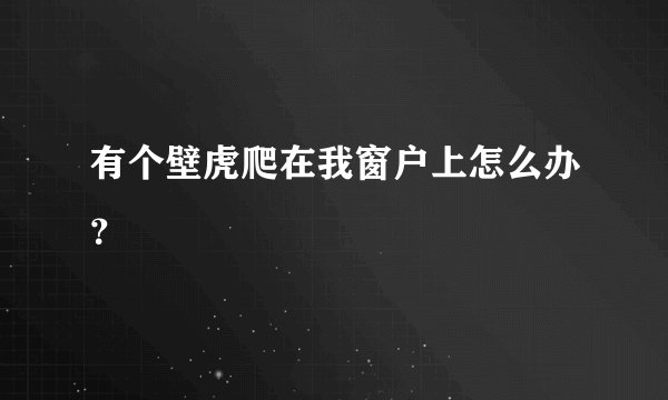有个壁虎爬在我窗户上怎么办？