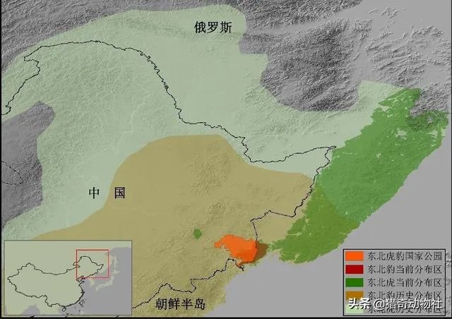 吉林男子偶遇300斤大老虎，老虎频繁现身，是生态变好还是变差？