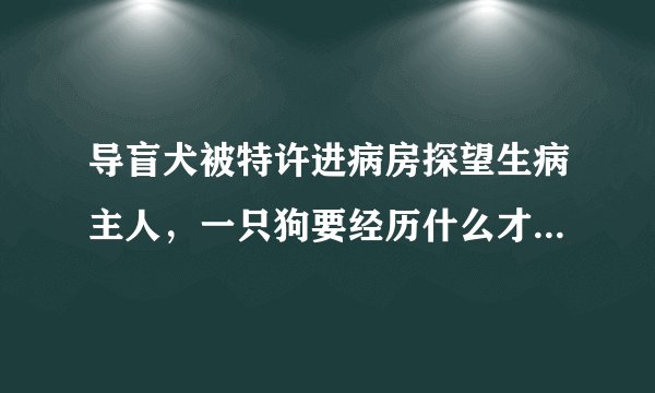 导盲犬被特许进病房探望生病主人,一只狗要经历什么才能成为一只导盲犬?
