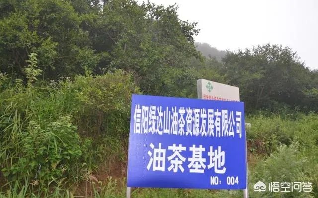有人清楚油茶树苗多少钱一棵吗?值不值得买?