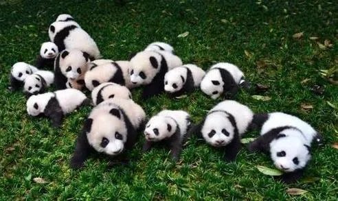 大熊猫为什么被视为中国国宝?