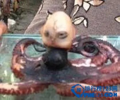 世界上最恐怖的动物排行榜