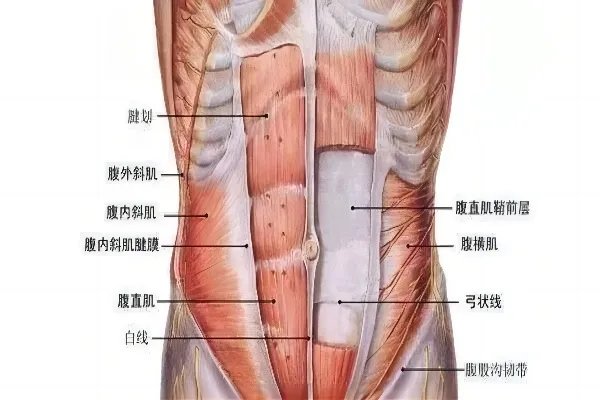 肚内结构图