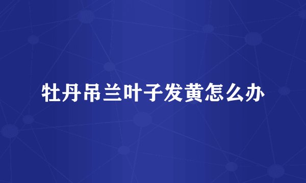 牡丹吊兰叶子发黄怎么办