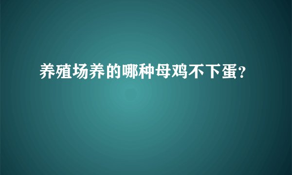 养殖场养的哪种母鸡不下蛋？