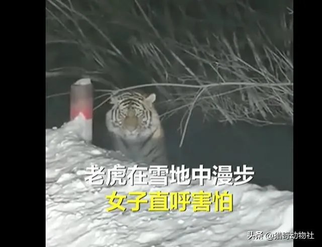 吉林男子偶遇300斤大老虎，老虎频繁现身，是生态变好还是变差？