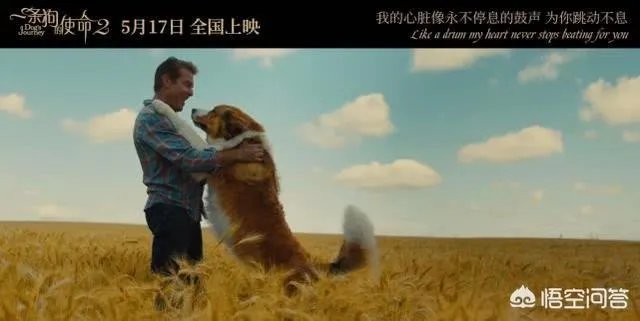 如何评价电影《一条狗的使命2》？