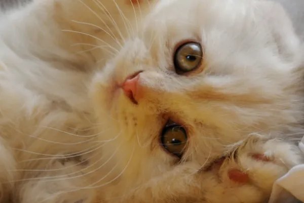 河南南阳男子走夜路遇蛇被猫拦下，为什么猫不怕蛇?