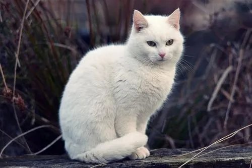 波斯猫的价格是多少啊？