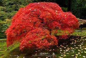 fire maple是什么意思