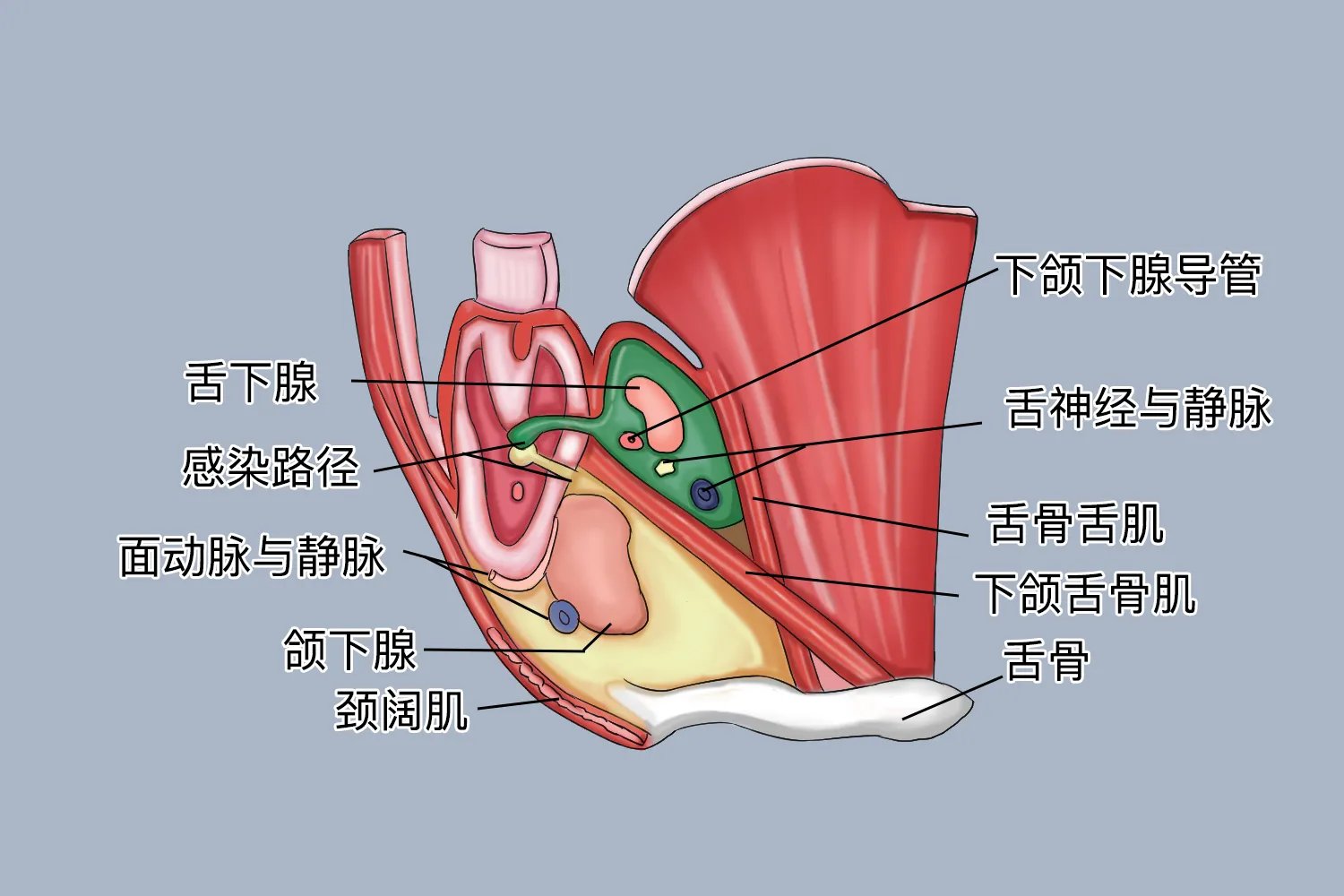口腔颌面部间隙位置图