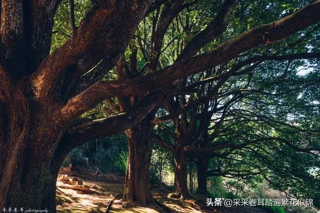 去云南腾冲旅游,租房住一段时间玩,租哪里好?有何建议?