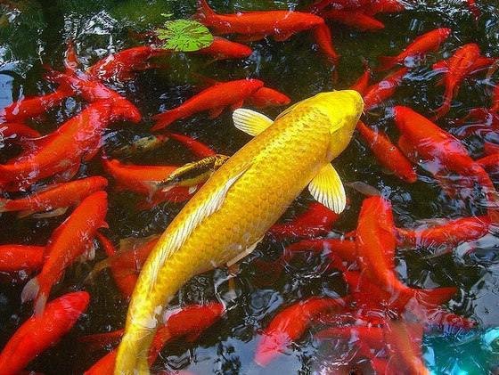 锦鲤鱼怎么养?