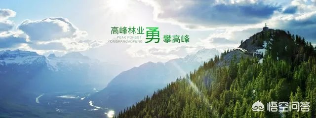 南宁高峰林场简介?