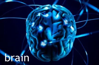 brain是什么意思？