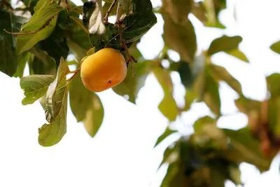 柿子脱涩茶叶可以吗 教你柿子脱涩的几种方法