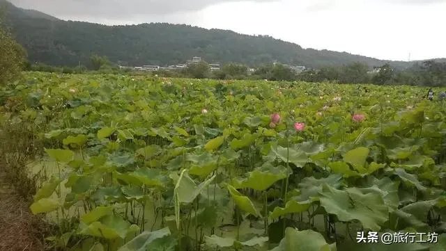 去云南腾冲旅游,租房住一段时间玩,租哪里好?有何建议?